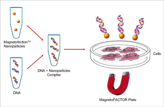 Magnetofection principle