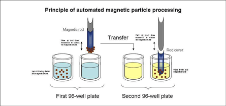 vagabond inden længe Tilsætningsstof Purification of blood : Magnetic nano and micro particles